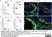 Goat Anti Escherichia coli Antibody  thumbnail image 7