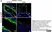 Goat Anti Escherichia coli Antibody  thumbnail image 9