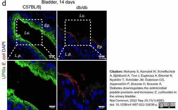 Goat Anti Escherichia coli Antibody  gallery image 9