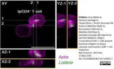Anti Listeria monocytogenes Kc 1778+ H 2b Antibody gallery image 1