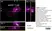 Anti Listeria monocytogenes Kc 1778+ H 2b Antibody thumbnail image 1