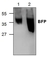 Anti Blue Fluorescent Protein Antibody thumbnail image 1