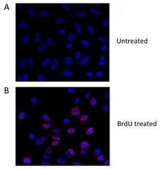 Anti BrdU Antibody gallery image 1