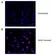 Anti BrdU Antibody thumbnail image 1