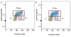 Anti BrdU Antibody gallery image 2