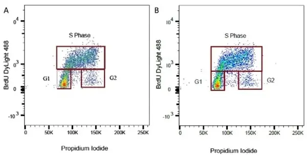 Anti BrdU Antibody gallery image 2