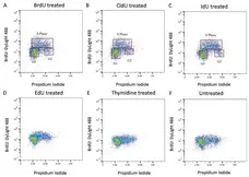 Anti BrdU Antibody gallery image 3