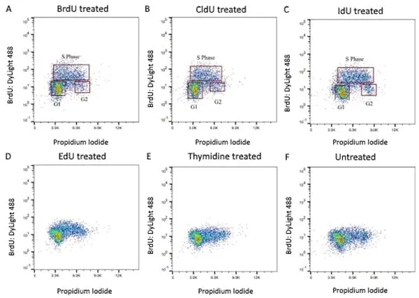 Anti BrdU Antibody gallery image 3