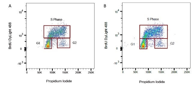 Fig. 8. BrdU-labeled human lymphoma cells were stained with Rabbit Anti-BrdU Antibody (AHP2405) at a 1/50 dilution (A) and a 1/100 dilution (B). 