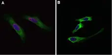 Anti BrdU Antibody gallery image 4