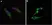 Anti BrdU Antibody thumbnail image 4