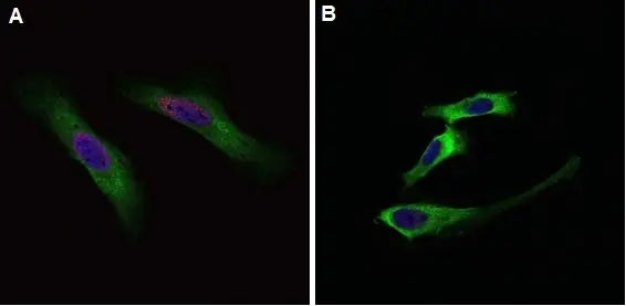 Anti BrdU Antibody gallery image 4