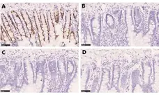 Anti BrdU Antibody gallery image 5