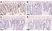 Anti BrdU Antibody thumbnail image 5