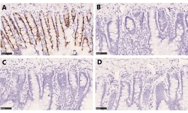 Anti BrdU Antibody gallery image 5
