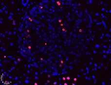 Anti BrdU Antibody gallery image 6