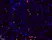 Anti BrdU Antibody thumbnail image 6