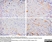 Anti GAP43 Antibody thumbnail image 1