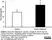 Anti Cat IgA Antibody thumbnail image 1