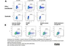 Anti Chicken Interferon Gamma Antibody gallery image 2
