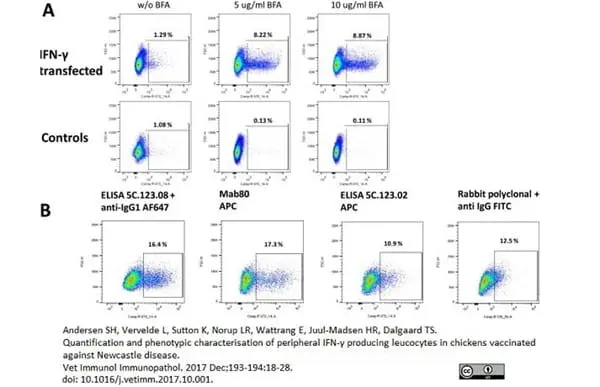 Anti Chicken Interferon Gamma Antibody gallery image 2