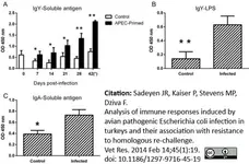 Anti Chicken IgA Antibody gallery image 1
