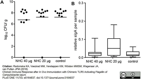 Anti Chicken IgA Antibody gallery image 5