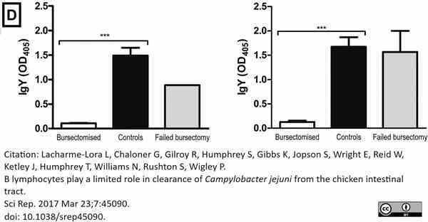 Anti Chicken IgG (H/L) Antibody | Bio-Rad