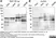 Anti Chicken IgG (Fc) Antibody thumbnail image 3