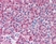 Anti Bovine Carboxypeptidase A1 Antibody thumbnail image 2
