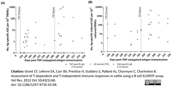 Anti Bovine IgG Antibody gallery image 3