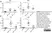 Anti Bovine IgG1 Antibody thumbnail image 2