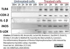 Anti Bovine Interleukin-1 beta Antibody gallery image 3