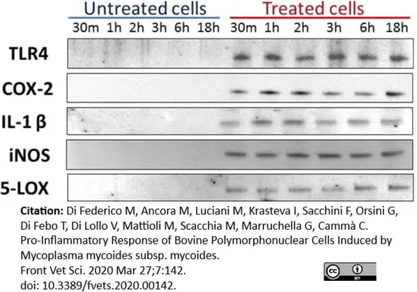 Anti Bovine Interleukin-1 beta Antibody gallery image 3
