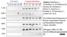 Anti Bovine Interleukin-1 beta Antibody gallery image 4