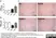 Anti Cyclic GMP Antibody thumbnail image 1