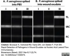 Anti Digoxigenin Antibody gallery image 3