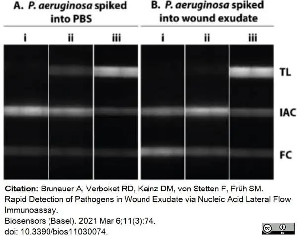 Anti Digoxigenin Antibody gallery image 3