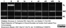 Anti Digoxigenin Antibody gallery image 4