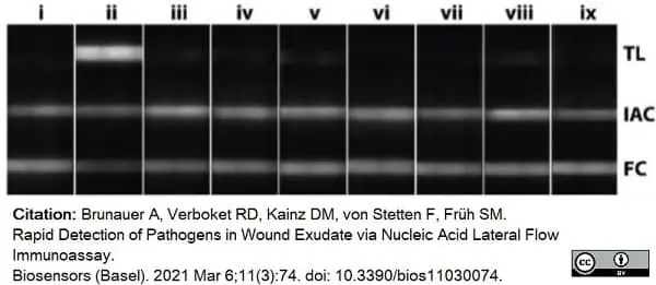 Anti Digoxigenin Antibody gallery image 4