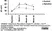 Anti Dog IgA Antibody thumbnail image 4