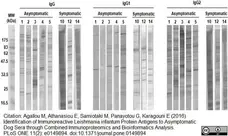 Anti Dog IgG2 Antibody gallery image 1