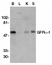 Anti GDNFR Alpha Antibody thumbnail image 1