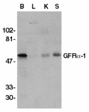 Anti GDNFR Alpha Antibody gallery image 1