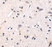 Anti GDNFR Alpha Antibody thumbnail image 2