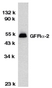 Anti GFR Alpha 2 Antibody thumbnail image 1