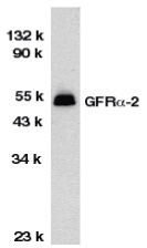 Anti GFR Alpha 2 Antibody gallery image 1