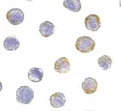 Anti GFR Alpha 2 Antibody gallery image 2