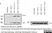 Rabbit anti Goat IgG (H/L) Antibody  thumbnail image 1