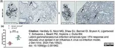 Anti Goat IgG (Multi Species Adsorbed) Antibody gallery image 1